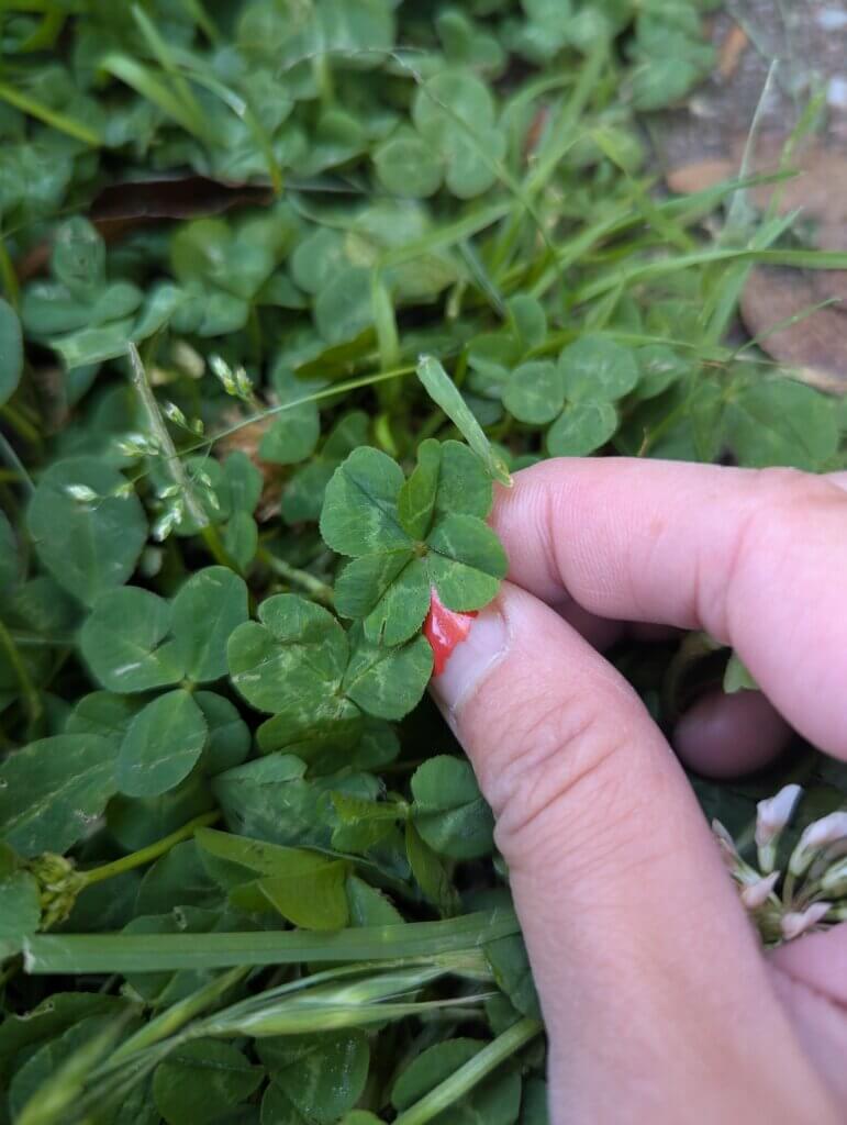 And I found second four leaf clover