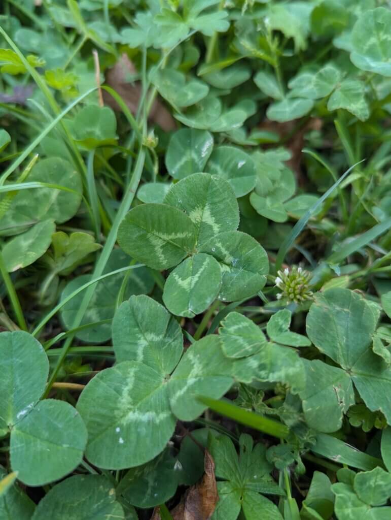 Found a four-leaf clover on my walk -- Today is going to be my lucky day