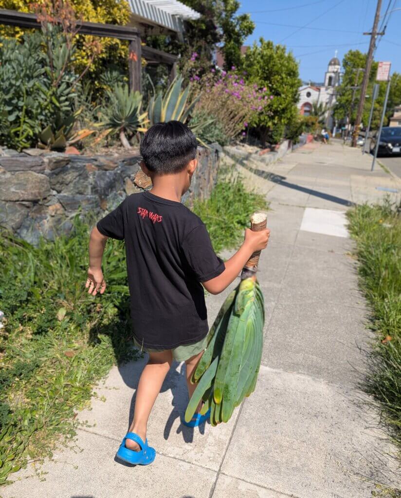 Picking up a cutting from our neighbour for his auntie